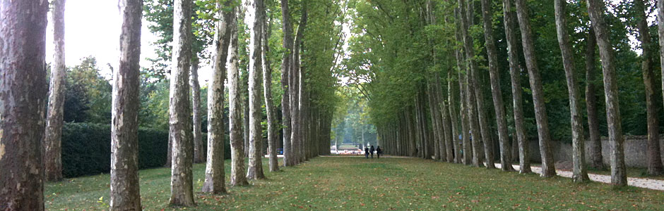 http://morristsai.com/blogpics/trees.jpg