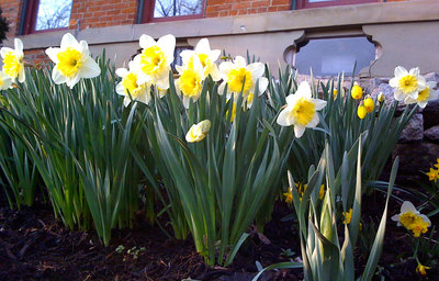 daffodil.jpg
